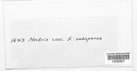 Neonectria coccinea image
